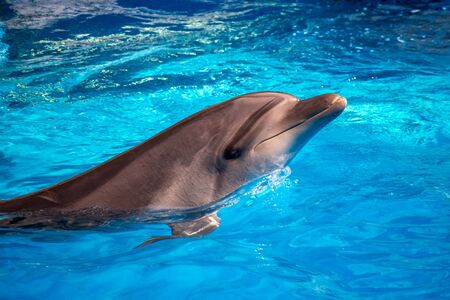 bottlenose dolphin in blue pool water.の写真素材