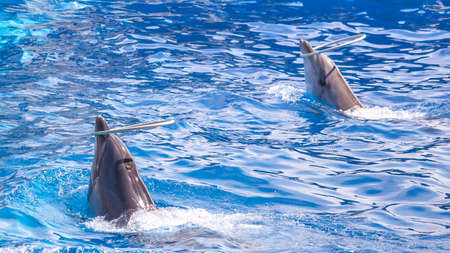Pair of dolphins with head out of the water.の写真素材