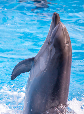 bottlenose dolphin in blue pool water.の写真素材