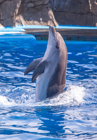 bottlenose dolphin in blue pool water.の写真素材