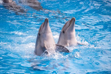 Pair of dolphins with head out of the water.の写真素材