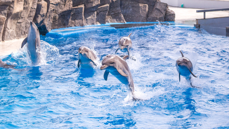 a cute dolphins during a speech at the dolphinarium, Batumi, Georgia.の写真素材