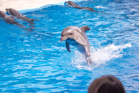 a cute dolphins during a speech at the dolphinarium, Batumi, Georgia.の写真素材