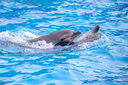 a cute dolphins during a speech at the dolphinarium, Batumi, Georgia.