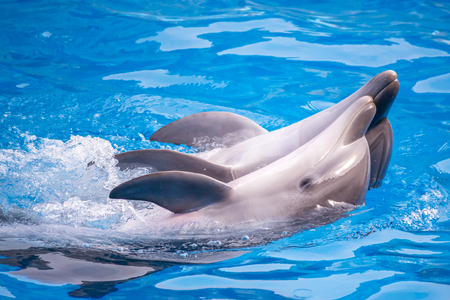 a cute dolphins during a speech at the dolphinarium, Batumi, Georgia.の写真素材