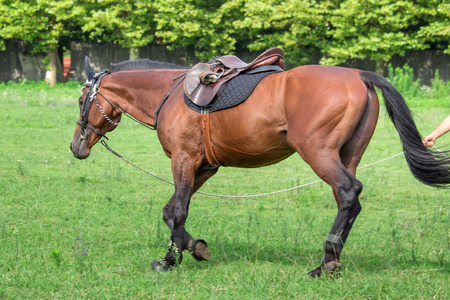 man training a Beautiful horse,  galloping at the field.の写真素材