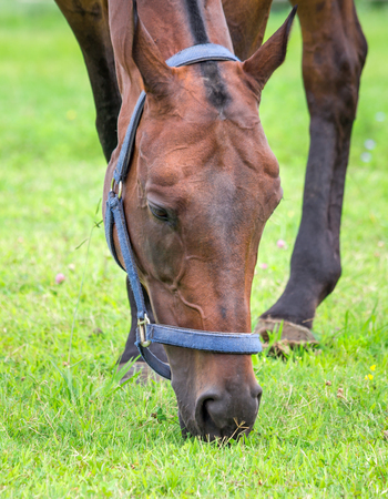 Horse grazing and chewing on grass.の写真素材