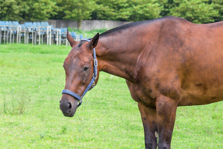 Portrait of beautiful horse with rope halter.の写真素材