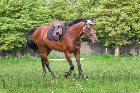 Beautiful horse galloping at the field in summer.の写真素材