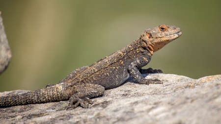 portrait of brown lizard on the rock, Georgiaの写真素材