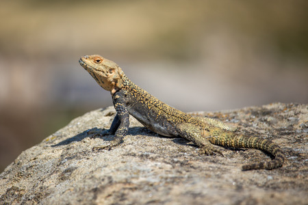 portrait of brown lizard on the rock, Georgiaの写真素材
