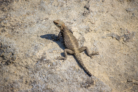 portrait of brown lizard on the rock, Georgiaの写真素材