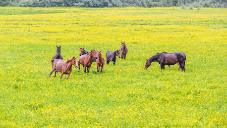 Green buttercup flower pastures of horse farms. Rainy day. Country spring (summer) landscape. Georgia.の写真素材