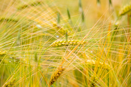 corn wet from the morning dew.の写真素材