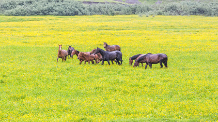 Green buttercup flower pastures of horse farms. Rainy day. Country spring (summer) landscape. Georgia.の写真素材