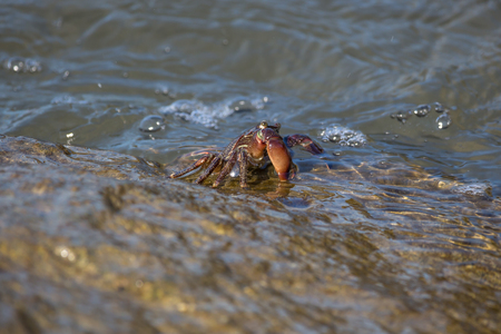 Crab closeup, Black Sea crabs, crabs life.の写真素材