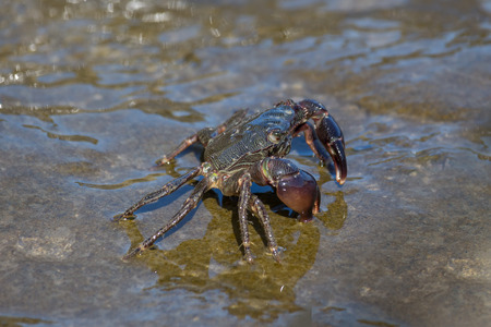 Crab closeup, Black Sea crabs, crabs life.