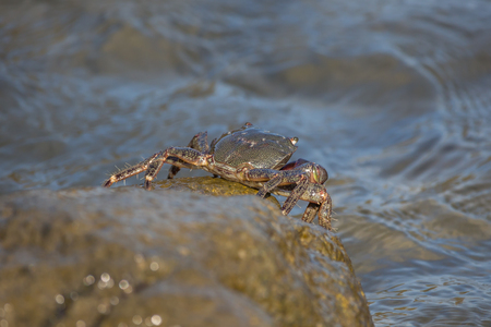 Crab closeup, Black Sea crabs, crabs life.の写真素材