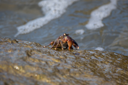 Crab closeup, Black Sea crabs, crabs life.の写真素材