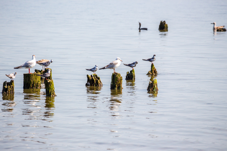 Cormorants and seagulls on lake Paleostomi, Poti, Georgia.の写真素材