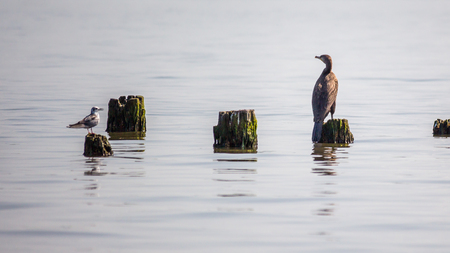 Cormorants on lake Paleostomi, Poti, Georgia.の写真素材