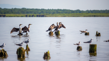 Cormorants and seagulls on lake Paleostomi, Poti, Georgia.の写真素材