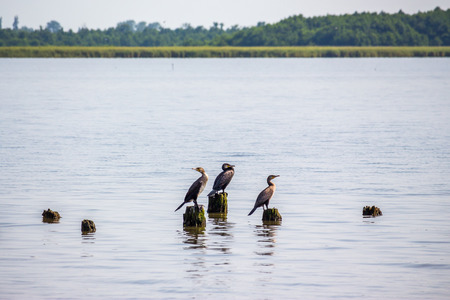 Cormorants on lake Paleostomi, Poti, Georgia.の写真素材