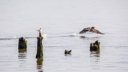 Cormorants and seagulls on lake Paleostomi, Poti, Georgia.の写真素材