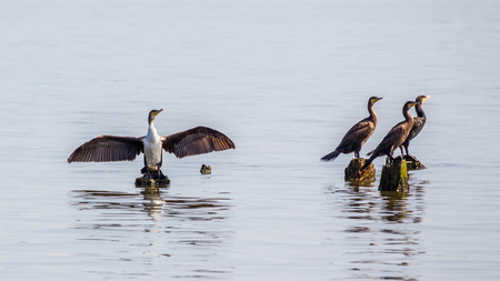 Cormorants on lake Paleostomi, Poti, Georgia.