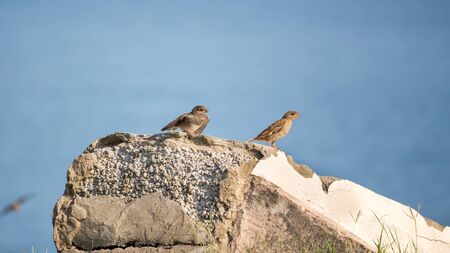 sparrows perched on a rock, against blue sea.の写真素材