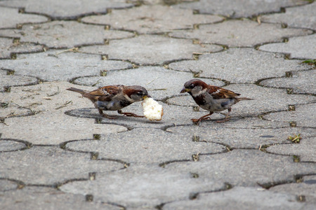 Sparrow pecks grain on the footpath in the park. Birds.の写真素材