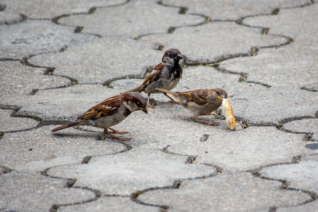 Sparrow pecks grain on the footpath in the park. Birds.の写真素材