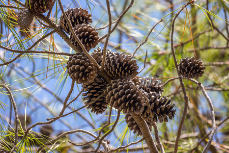 Close-up view of cedar pine cones on the tree, the most common type of coniferous tree in the world