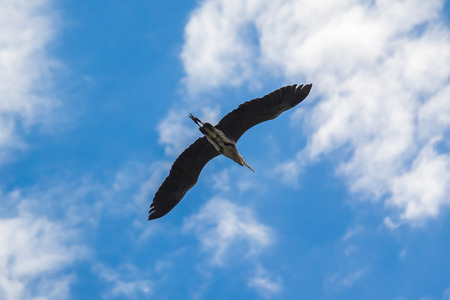 crane flying against the blue sky, Georgia.の写真素材