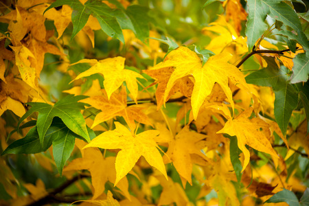 colorful maple leaves, natural autumn background, color processed image.の写真素材