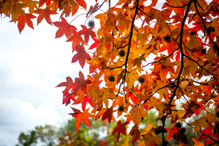 colorful maple leaves, natural autumn background, color processed image.