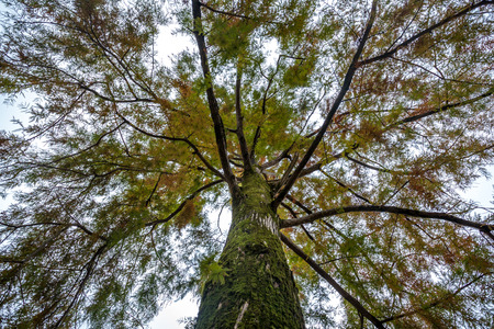swamp cypress branches on the sky, autumn.の写真素材