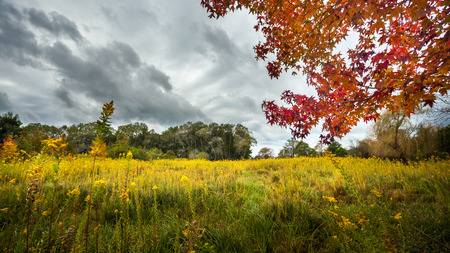 autumn landscape, the grove in a cloudy day.の写真素材