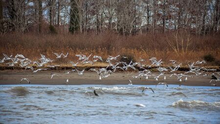 Colony of seagulls at a coast of river Rioni, Poti, Georgiaの写真素材