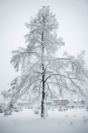 swamp cypress snowy branches on sky.の写真素材