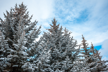 silver fires covered with snow against the sky.の写真素材