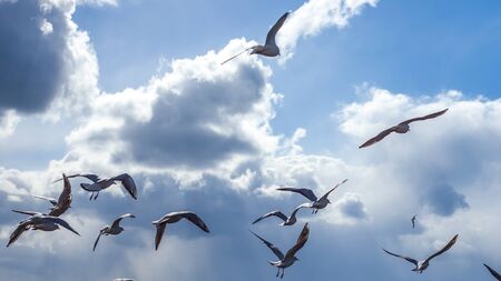 Flock of seagulls in flight, nature.の写真素材