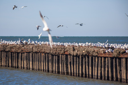 many seagulls flying and sitting on the water and on the rocks of the Black Sea, Poti, Georgia.