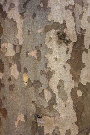 Background of plane tree bark , plane tree bark texture.の写真素材