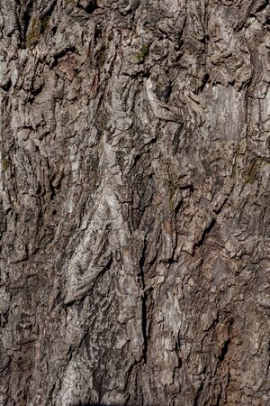 Wrinkled old willow tree bark, willow bark texture.