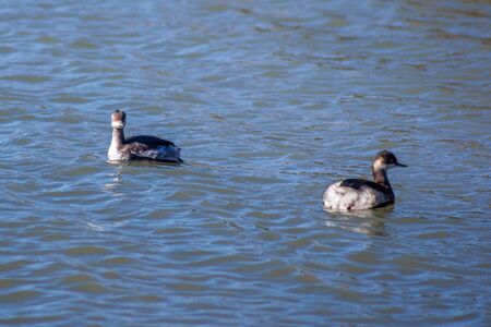 Two young seagulls floating on the water
