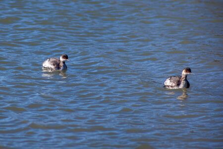 Two young seagulls floating on the water