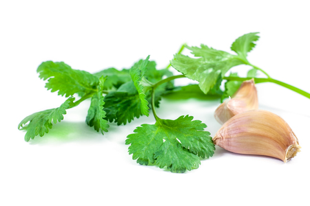 close-up of coriander leaves and garlic isolated on white background.の写真素材