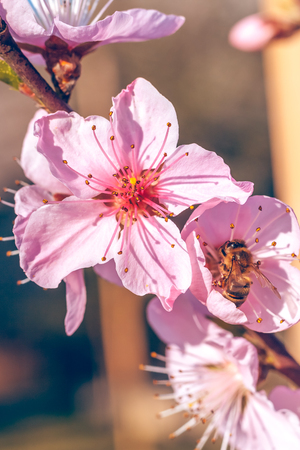 Bee on sweet peach blossoms in early spring.の写真素材