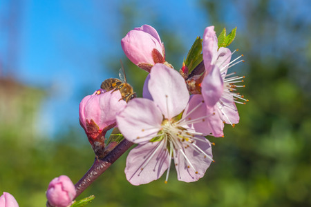 sweet peach blossoms in early spring, bees food
